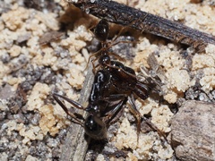 Odontomachus haematodus