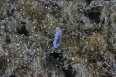 Chromodoris alternata