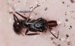 Odontomachus haematodus