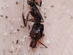 Odontomachus haematodus