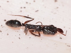 Odontomachus haematodus