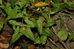 Calystegia marginata