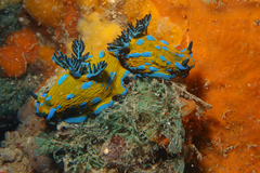 Tambja verconis