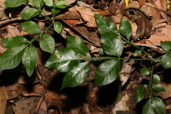 Flindersia xanthoxyla