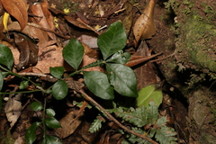 Flindersia xanthoxyla