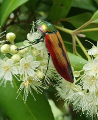 Temognatha