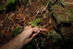 Flindersia xanthoxyla