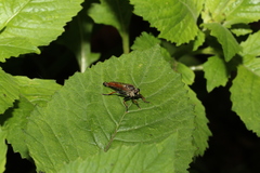 Zosteria nigrifemorata