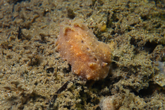 Sclerodoris tarka