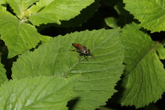 Zosteria nigrifemorata