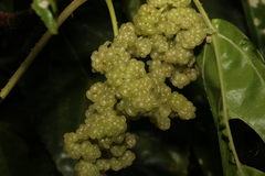 Dendrocnide photiniiphylla