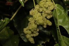 Dendrocnide photiniiphylla