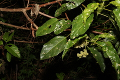 Dendrocnide photiniiphylla