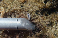 Chromodoris alternata