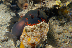 Dendrodoris arborescens