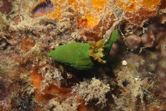 Tambja dracomus