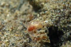 Goniodoris meracula