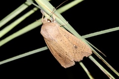 Mythimna convecta