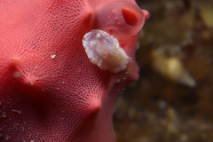 Goniobranchus epicurius