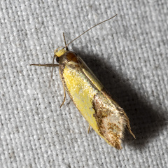 Chrysonoma catoptrina