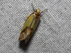 Chrysonoma catoptrina