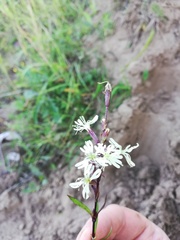 Silene tatarica