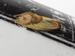 Chrysonoma catoptrina