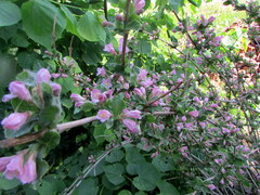 Weigela praecox