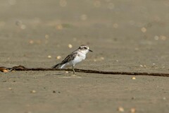 Charadrius bicinctus