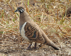 Geophaps scripta