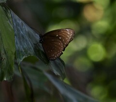 Euploea phaenareta