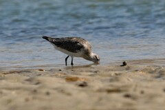 Limosa lapponica baueri