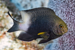 Stegastes partitus