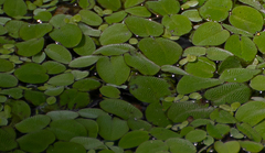 Salvinia
