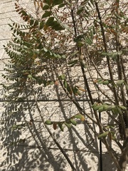 Rhus coriaria