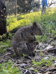 Setonix brachyurus
