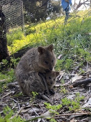 Setonix brachyurus