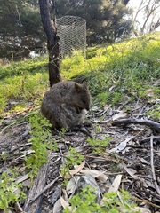 Setonix brachyurus