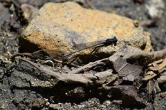 Argia mayi