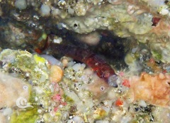 Lepadogaster candolii