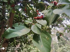 Mallotus philippensis