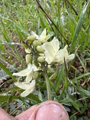 Astragalus trichopodus antisellii