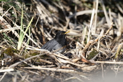 Turdus cardis