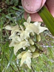 Astragalus trichopodus antisellii