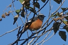 Phoenicurus auroreus