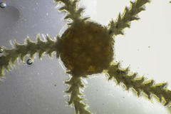Amphiuroidea