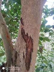 Mallotus philippensis