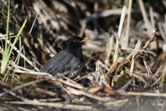 Turdus cardis
