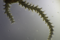 Amphiuroidea