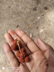 Mallotus philippensis